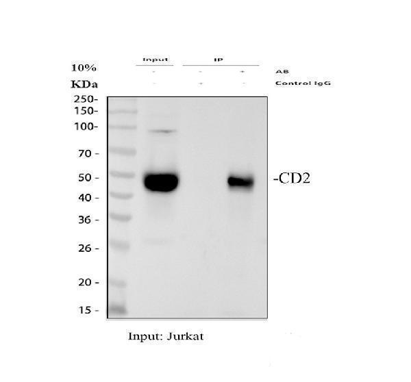 Immunoprecipitating (IP) CD2 in Jurkat whole cell lysate