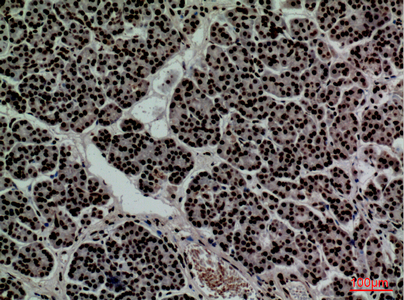 a00570 cd2 primary antibodyes ihc testing 4