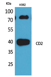 Western blotting validation for Anti-T-cell surface antigen CD2 CD2 Antibody A00570
Western Blot (WB) analysis of K562 cells using CD2 polyclonal antibody