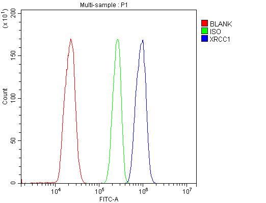 a00571 xrcc1 primary antibodies fc testing 7