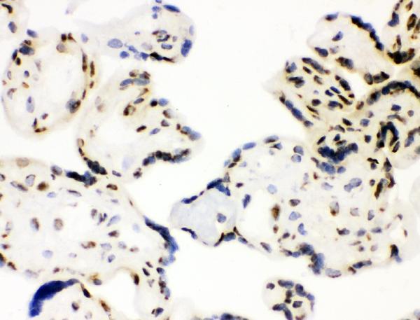 a00571 xrcc1 primary antibodies ihc testing 8