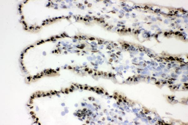 a00571 xrcc1 primary antibodies ihc testing 9