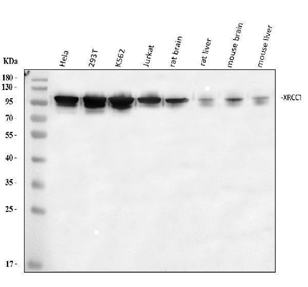 a00571 xrcc1 primary antibodies wb testing 1_1