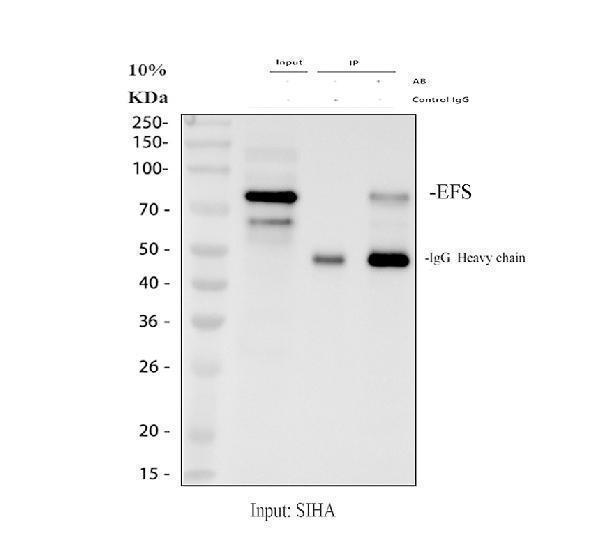 Immunoprecipitating (IP) EFS in SiHa whole cell lysate