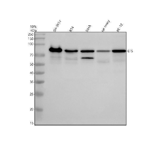 Western blot analysis of EFS using anti-EFS antibody (A00572)
