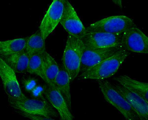 ICC staining LOX in Hela cells (green)