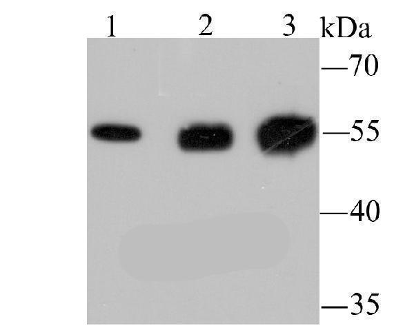 Western blot analysis of LOX on different lysates using anti-LOX antibody at 1/1,000 dilution