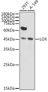 a00575 lox primary antiboties wb testing 1