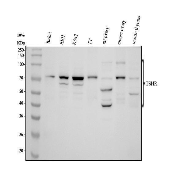 a00576 1 tshr primary antibodies wb testing 1
