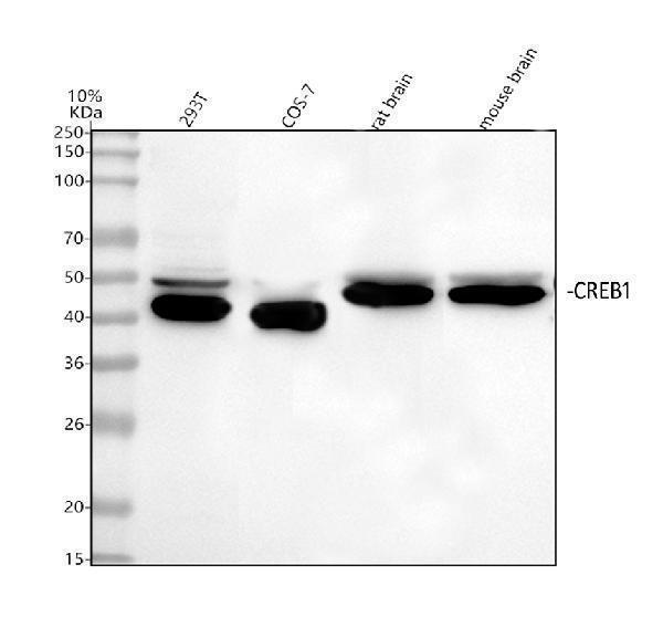  Western blot analysis of CREB1 using anti-CREB1 antibody (A00577-1)