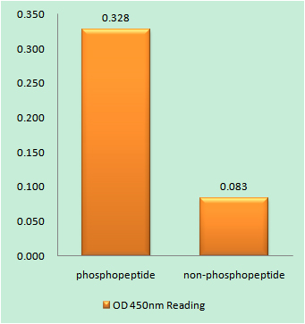Enzyme-Linked Immunosorbent Assay (Phospho-ELISA) for Immunogen Phosphopeptide (Phospho-left) and Non-Phosphopeptide (Phospho-right), using CREB (Phospho-Ser121) Antibody