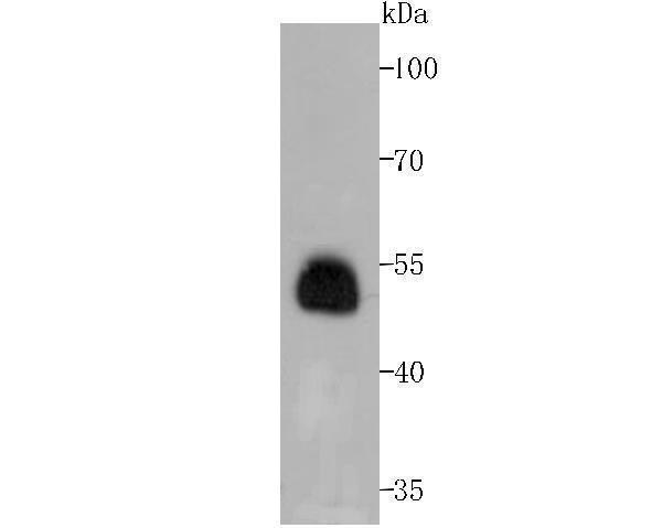 Western blot analysis of Phospho-Creb (S133) on human colon tissue lysates using anti-Phospho-Creb (S133) antibody at 1/500 dilution