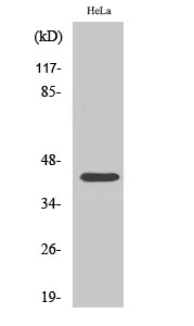 Western Blot analysis of HeLa cells using Phospho-CREB-1 (S142) Polyclonal Antibody diluted at 1:500