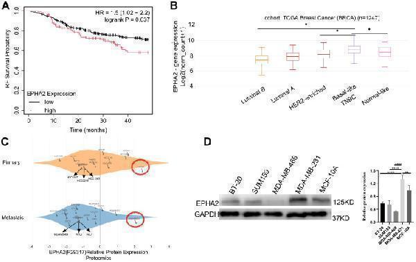 a00578 fonc 15 1620122 g001