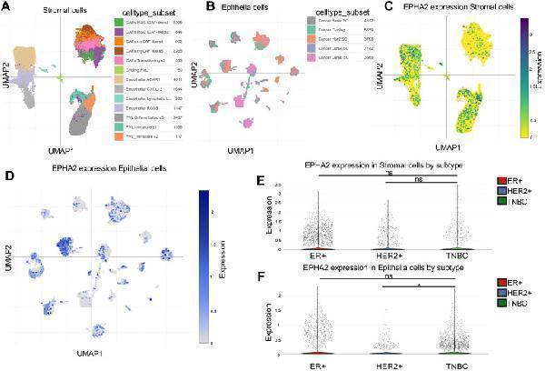 a00578 fonc 15 1620122 g002