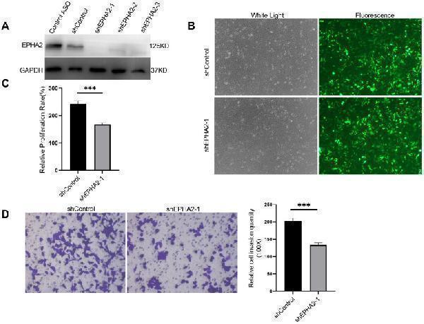 a00578 fonc 15 1620122 g003