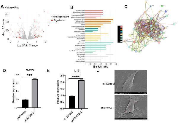 a00578 fonc 15 1620122 g004