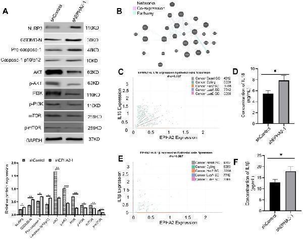 a00578 fonc 15 1620122 g005