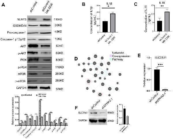 a00578 fonc 15 1620122 g006