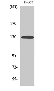 a00578y588 1 epha2 primary antibodies wb testing 2