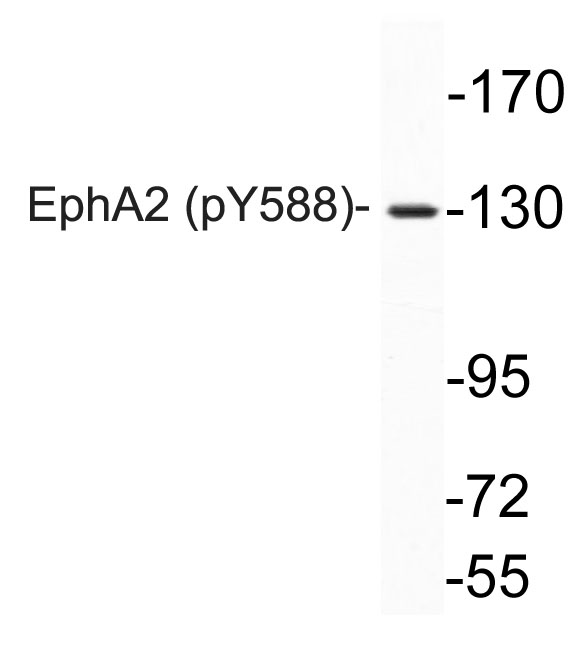 a00578y588 1 epha2 primary antibodies wb testing 3