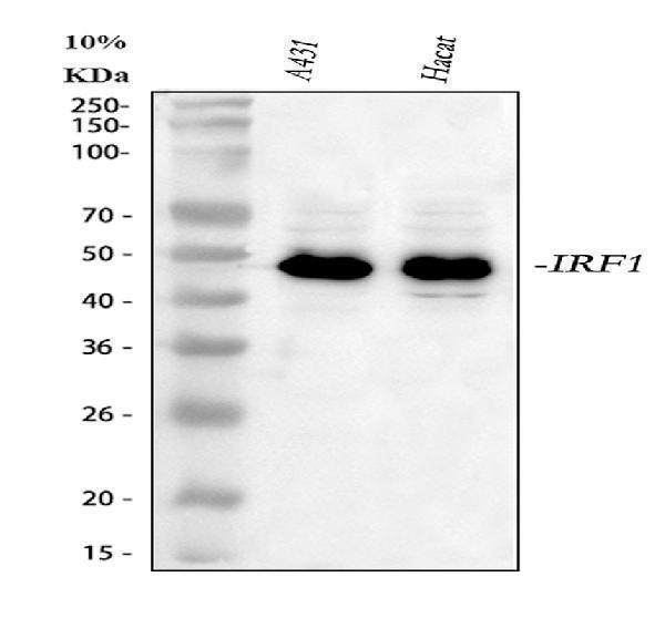 a00580 1 irf1 primary antibodies wb testing 1_1