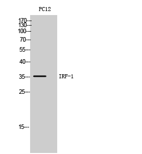 a00580 irf1 primary antibodyes wb testing 1