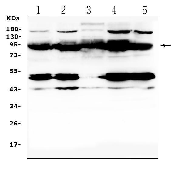 a00581 1 ptpn22 primary antibodies wb testing 4
