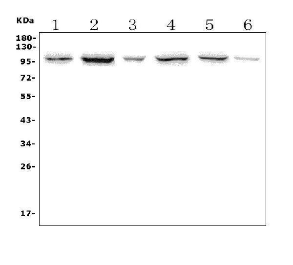 a00581 2 ptpn22 primary antibodies wb testing 1