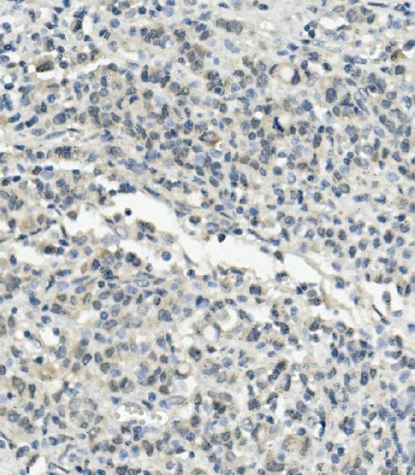 a00582 ube3a primary antibodies ihc testing 2