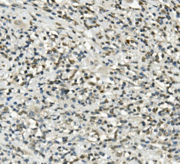 a00582 ube3a primary antibodies ihc testing 3