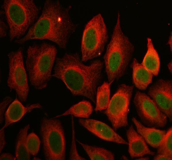 IF analysis of SUZ12 using anti-SUZ12 antibody (A00583-1) and anti-Alpha Tubulin antibody (M03989-3)