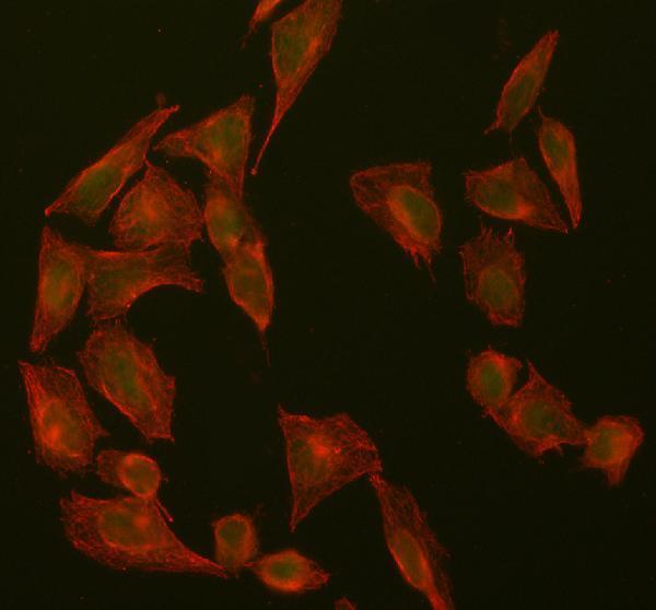 a00583 1 suz12 primary antibodies if testing 3
