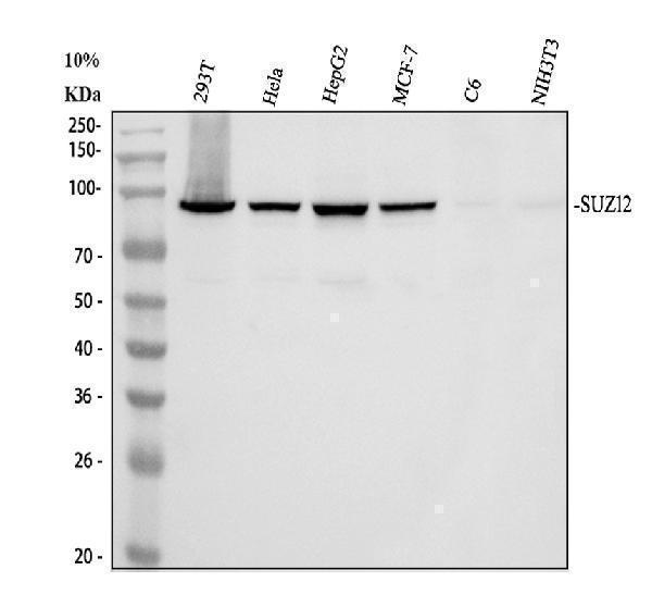 Western blot analysis of SUZ12 using anti-SUZ12 antibody (A00583-1)