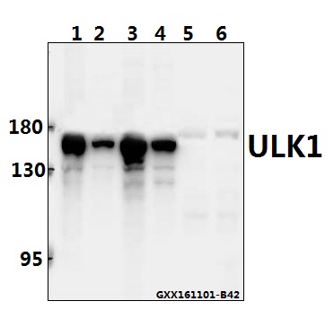a00584s317 ulk1 primary antiboties wb testing 1