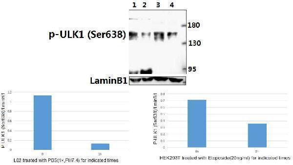 a00584s636 ulk1 primary antiboties wb testing 1