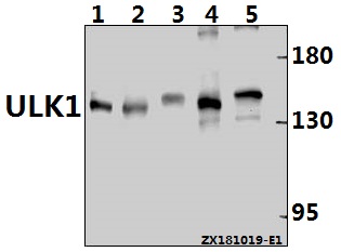 a00584s757 ulk1 primary antiboties wb testing 1