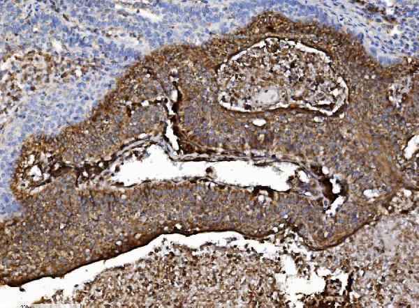 a00585 1 nsf primary antibodies ihc testing 7