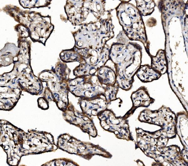 a00585 1 nsf primary antibodies ihc testing 8_1
