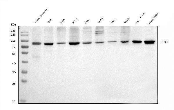 a00585 1 nsf primary antibodies wb testing 1_1
