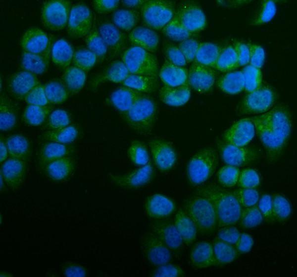 a00585 nsf primary antibodies if testing 1
