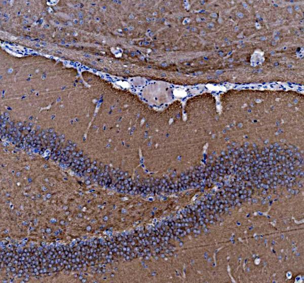 a00585 nsf primary antibodies ihc testing 3