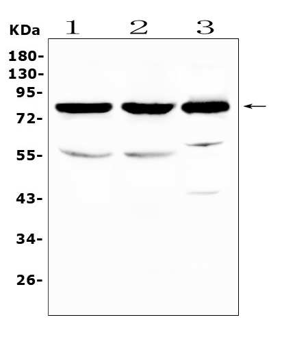 a00585 nsf primary antibodies wb testing 1