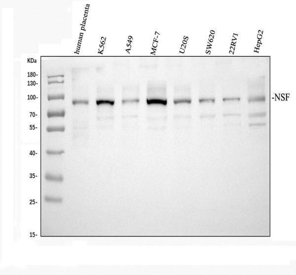 Western blot analysis of NSF using anti-NSF antibody (A00585)