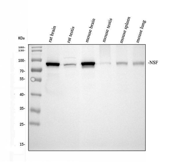 Western blot analysis of NSF using anti-NSF antibody (A00585)