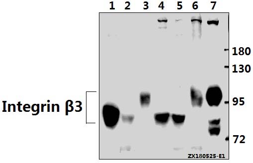 a00587s778 itgb3 primary antiboties wb testing 1