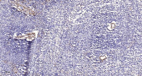 a00587y785 itgb3 primary antibodies ihc testing 4