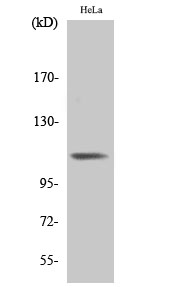 a00587y785 itgb3 primary antibodies wb testing 2