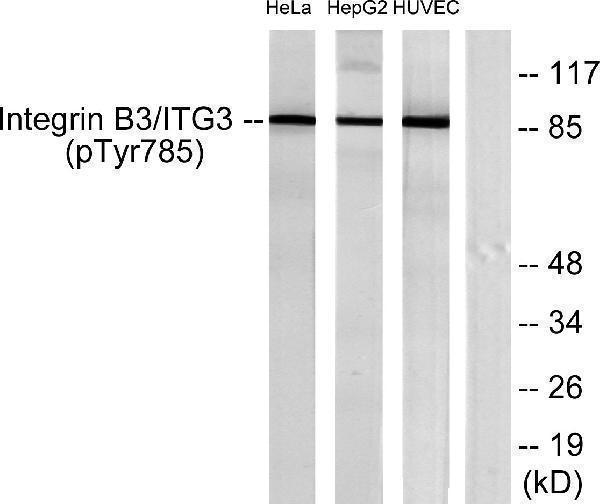 a00587y785 itgb3 primary antibodies wb testing 3