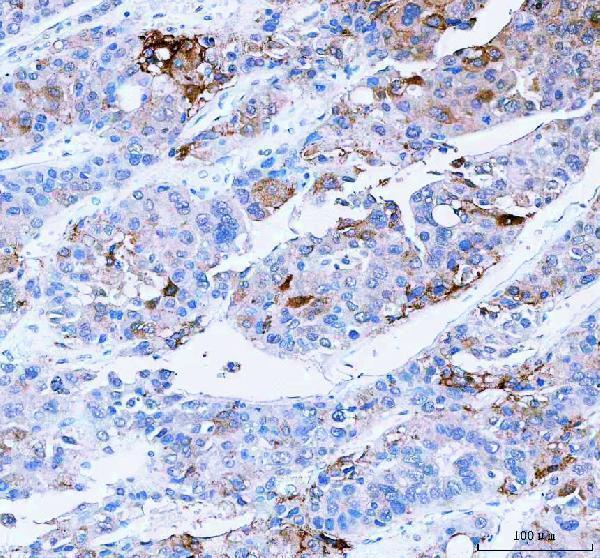 a00588 1 scd primary antibodies ihc testing 4